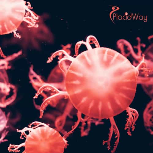 Stem Cell Therapy for Autoimmune Disorders in Mexico: A Comprehensive Guide